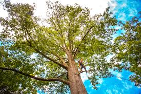 Best Tree Disease Treatment  in College Park, MD