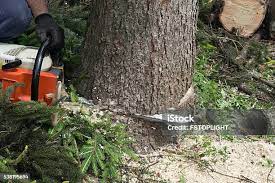 Leaf Removal in College Park, MD