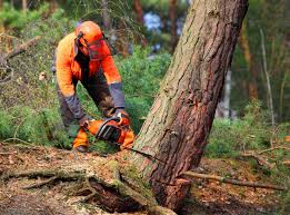 Best Arborist Consultation Services  in College Park, MD