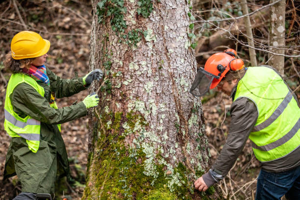 Best Tree Risk Assessment  in College Park, MD