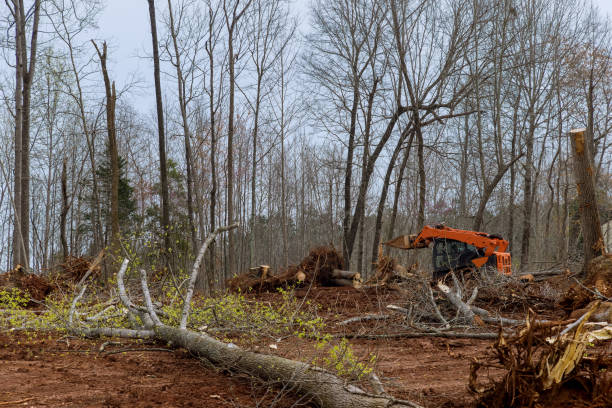 Reliable College Park, MD Tree Care Solutions