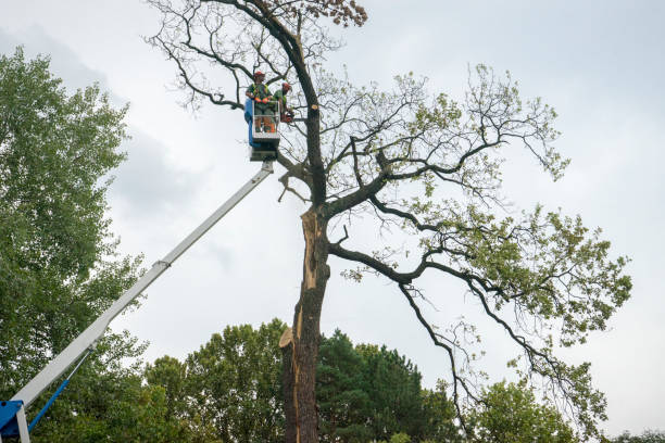 Best Tree Mulching  in College Park, MD