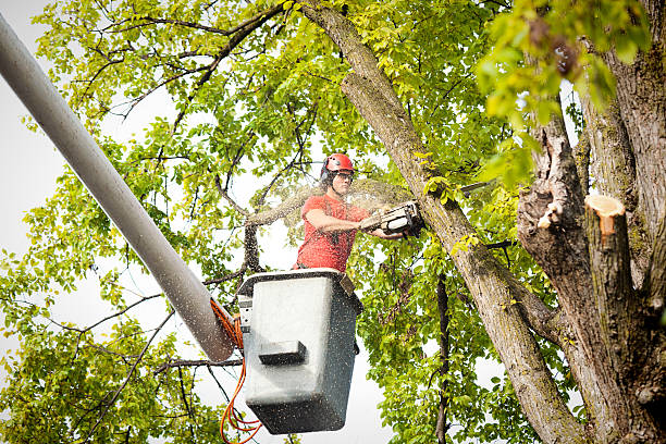 Best Palm Tree Trimming  in College Park, MD