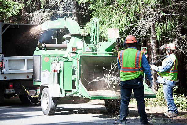 Tree and Shrub Care in College Park, MD