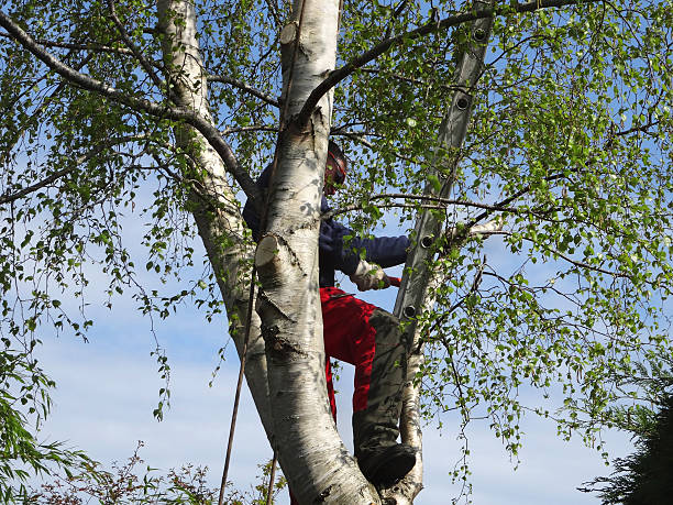 How Our Tree Care Process Works  in  College Park, MD