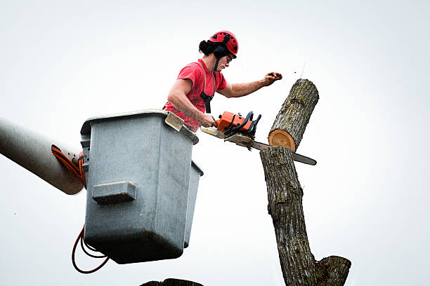 Best Tree Trimming and Pruning  in College Park, MD