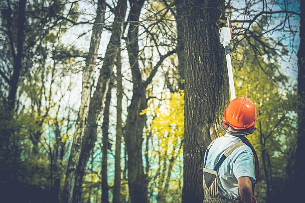  College Park, MD Tree Care Pros